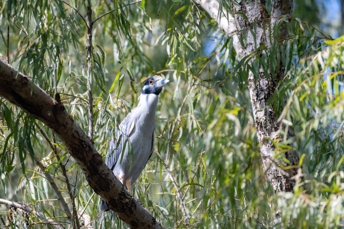 Yellow-crowned Night Heron - ML647700414