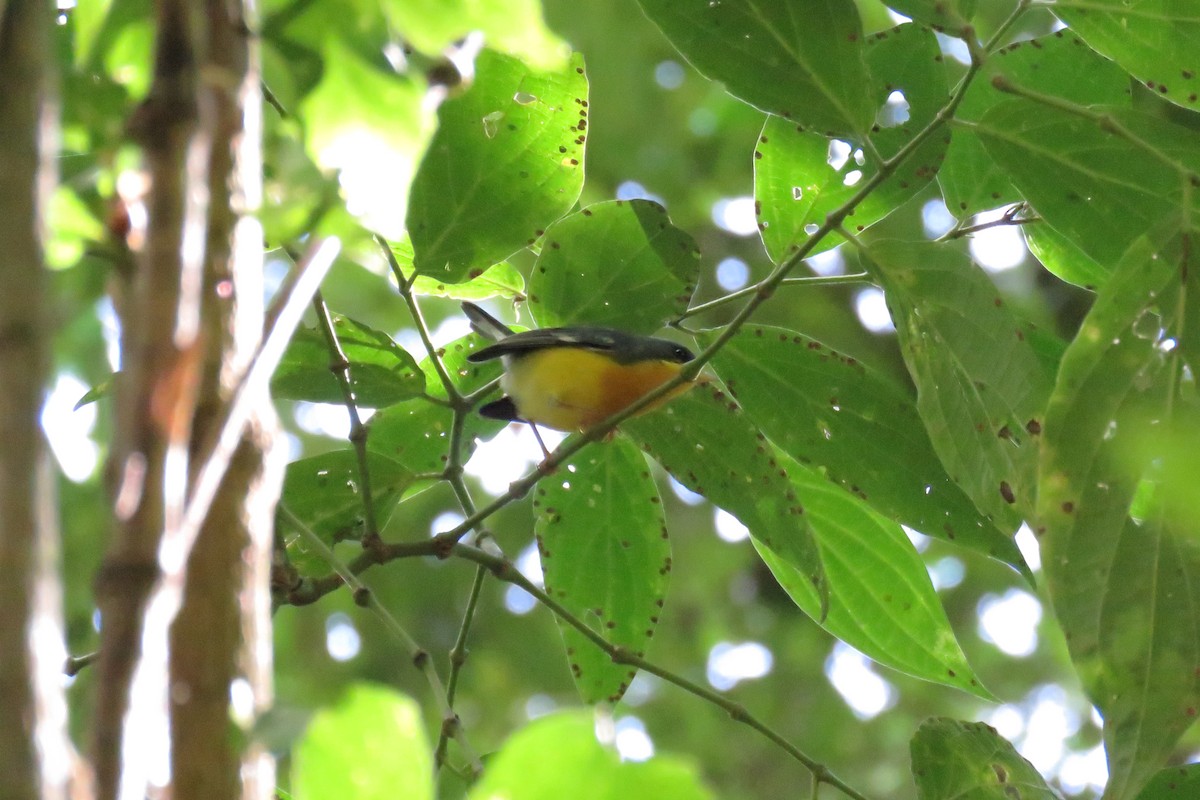 Tropical Parula - ML647700435