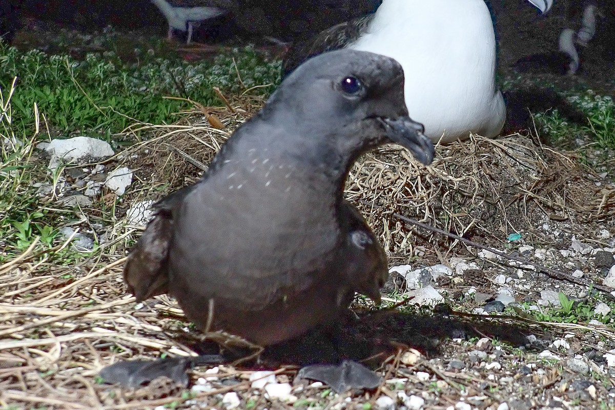 Тёмная качурка - ML647700471