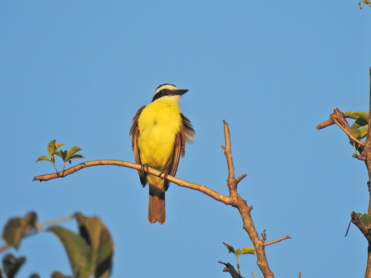 Great Kiskadee - ML647700485