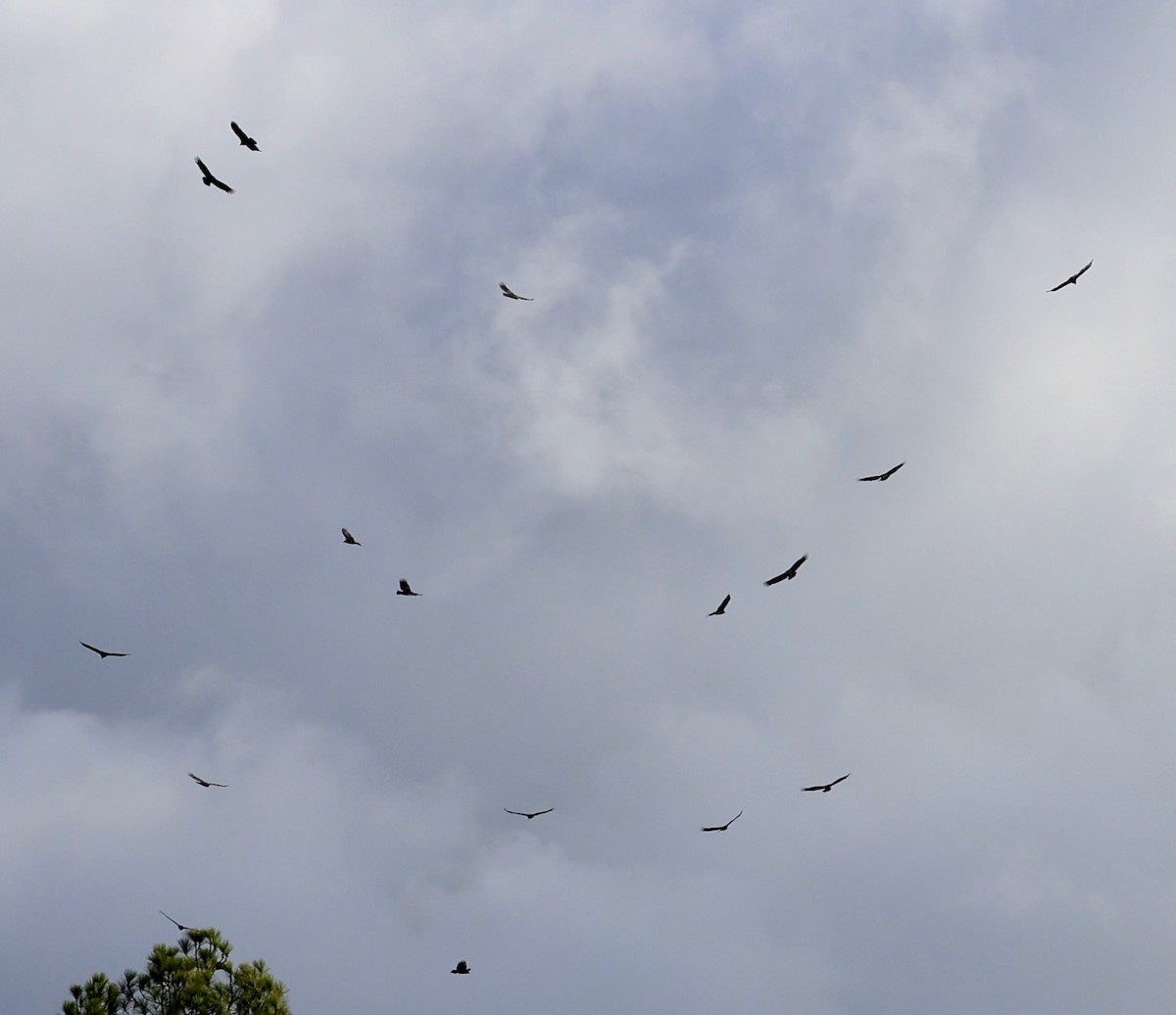 Turkey Vulture - ML647700487