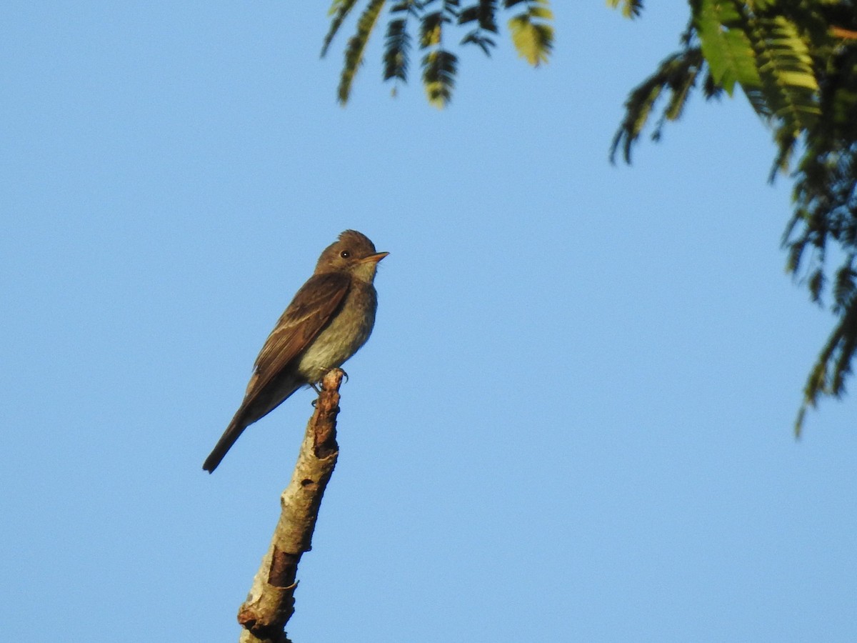 Western Wood-Pewee - ML647700488