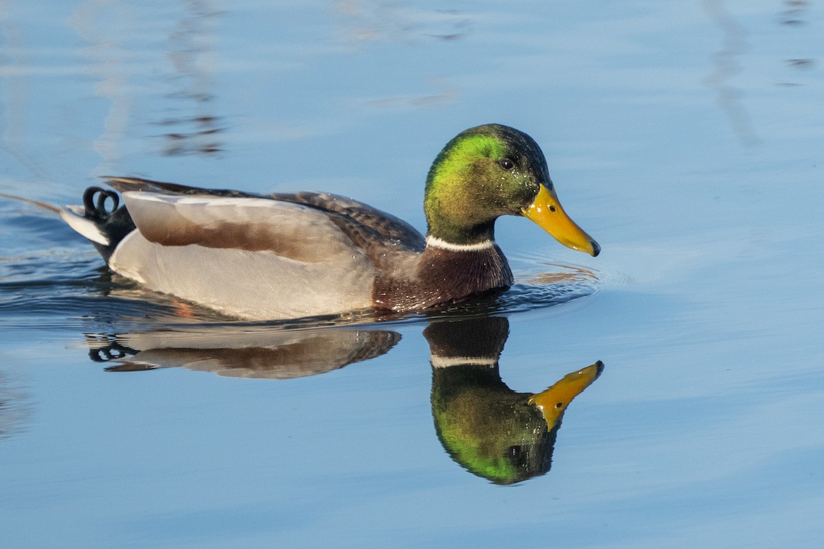 Mallard - ML647700498