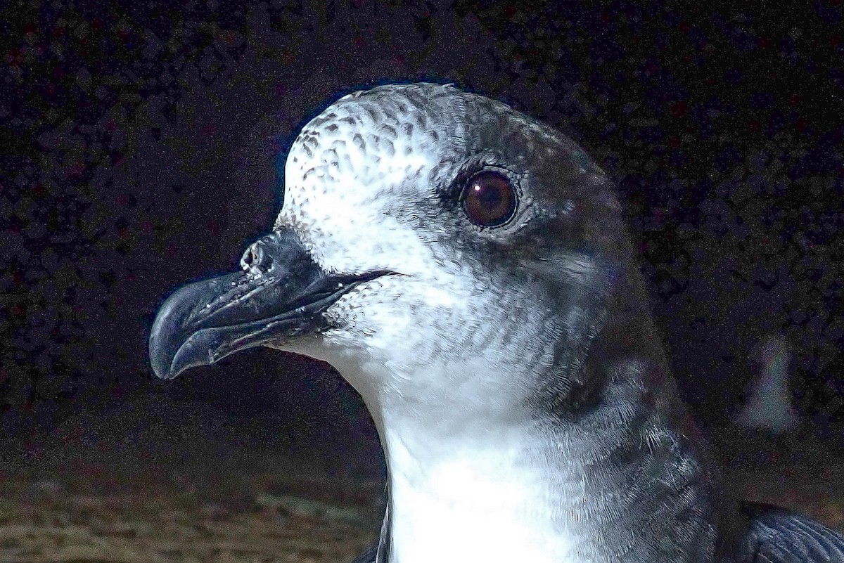 Бонинский тайфунник - ML647700511