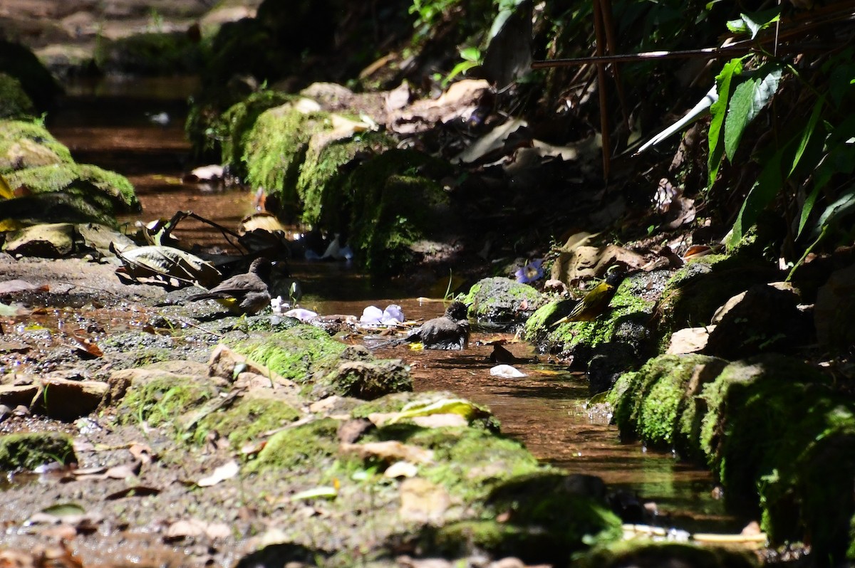 Темнолицый бюльбюль [группа tricolor] - ML647700531