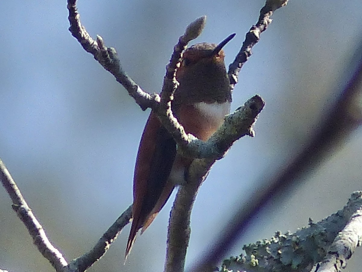 Рыжий колибри - ML647700543