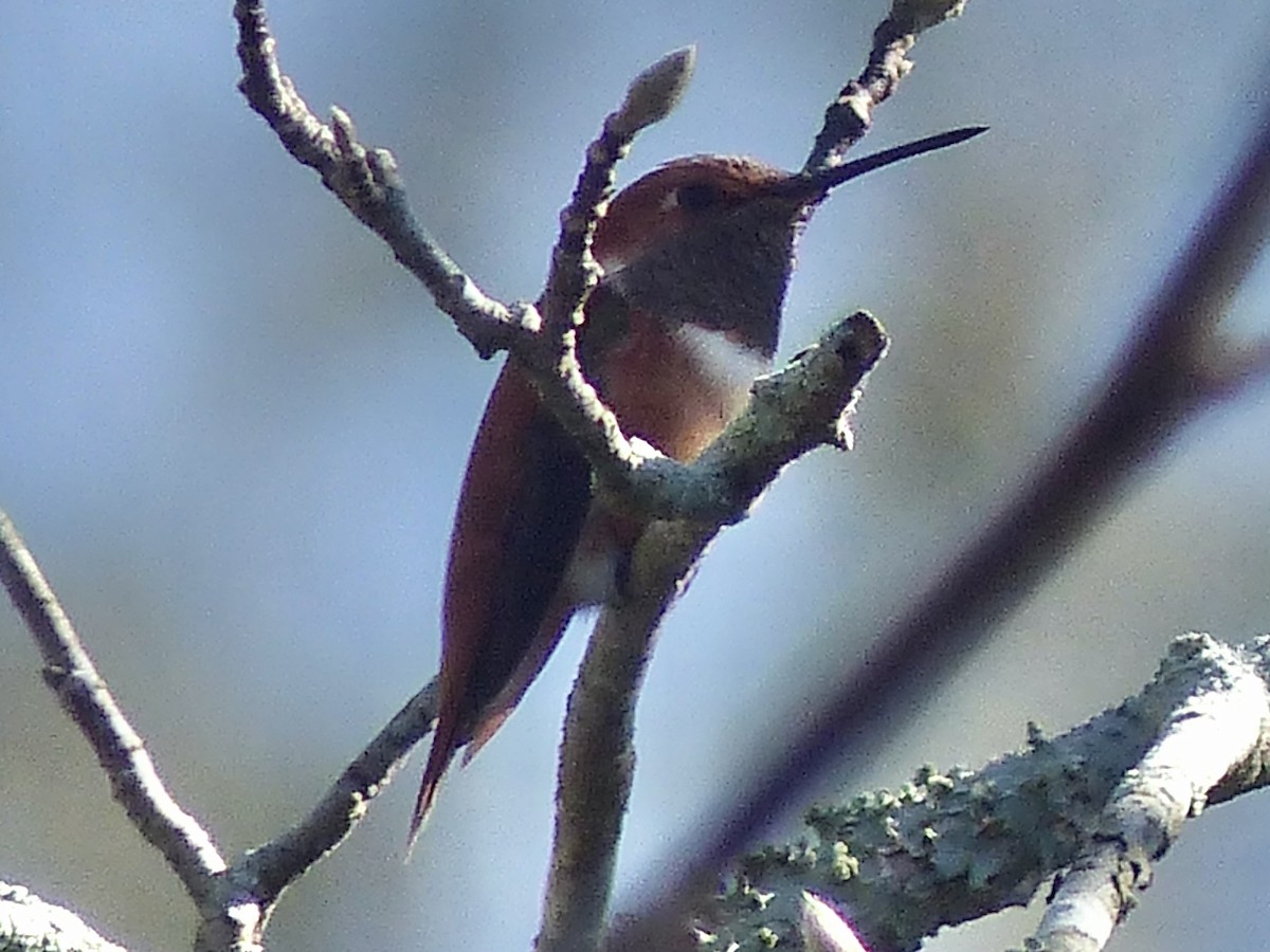 Рыжий колибри - ML647700544