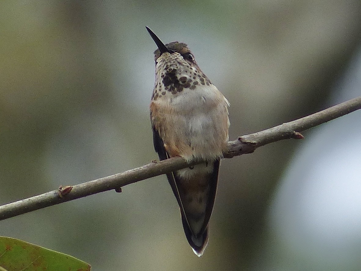 Рыжий колибри - ML647700547