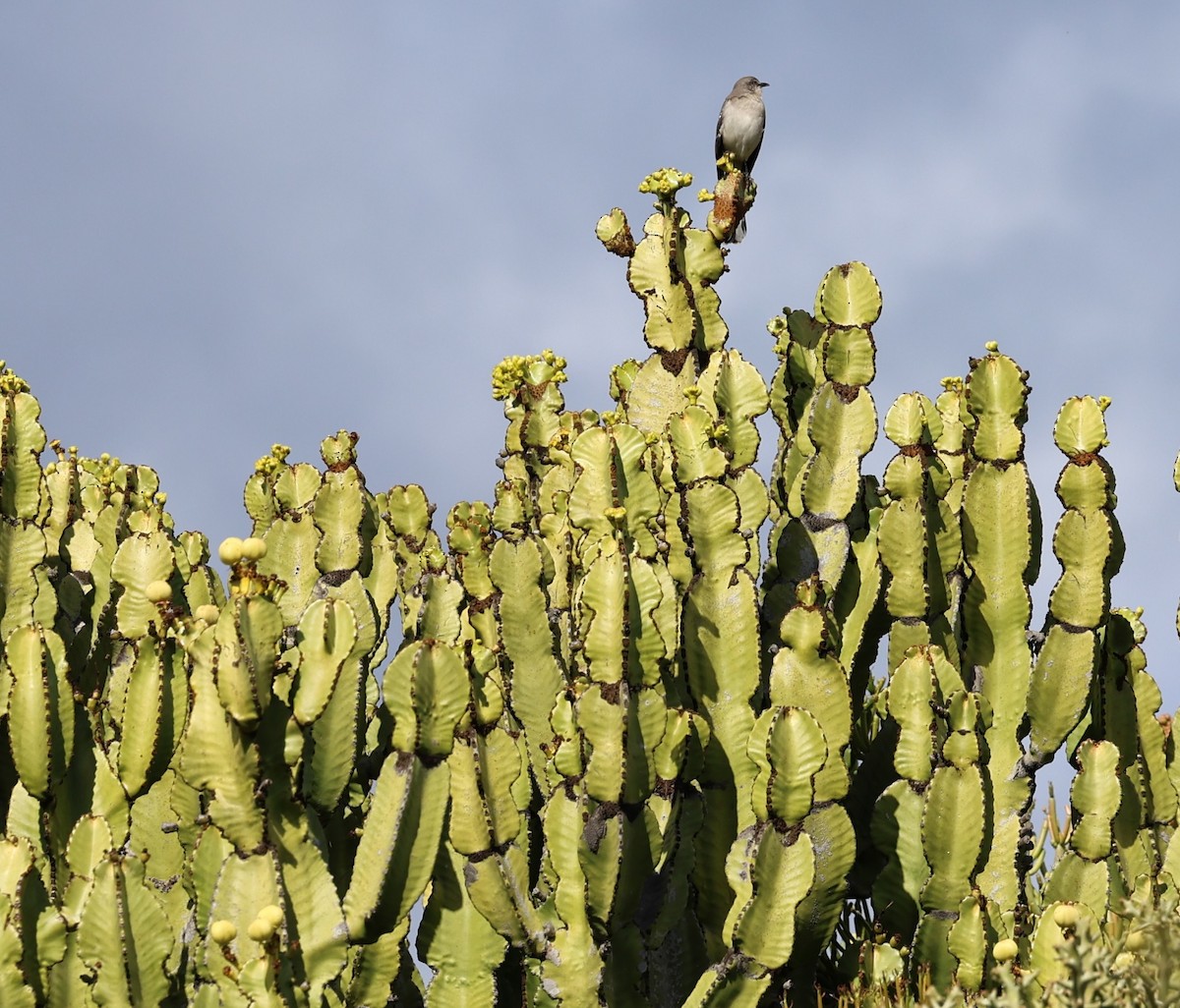 Многоголосый пересмешник - ML647700551