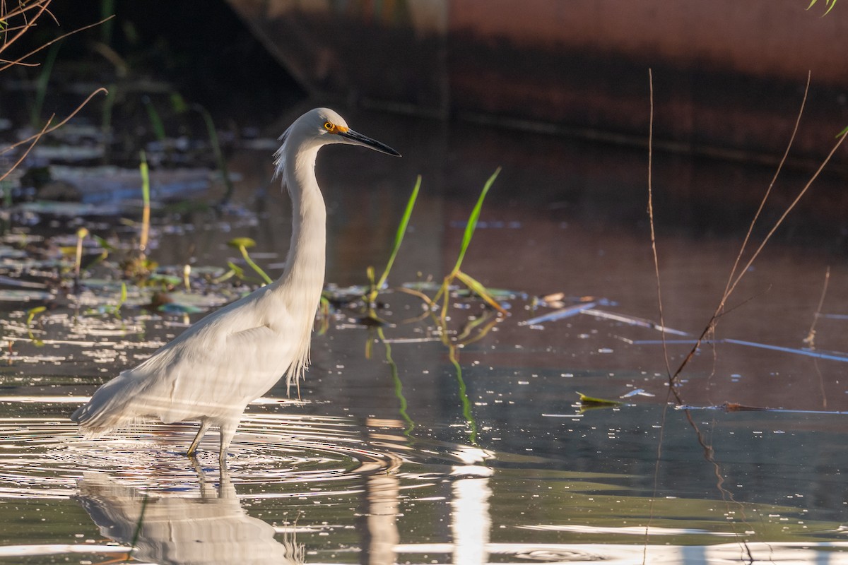 Снежная цапля - ML647700557