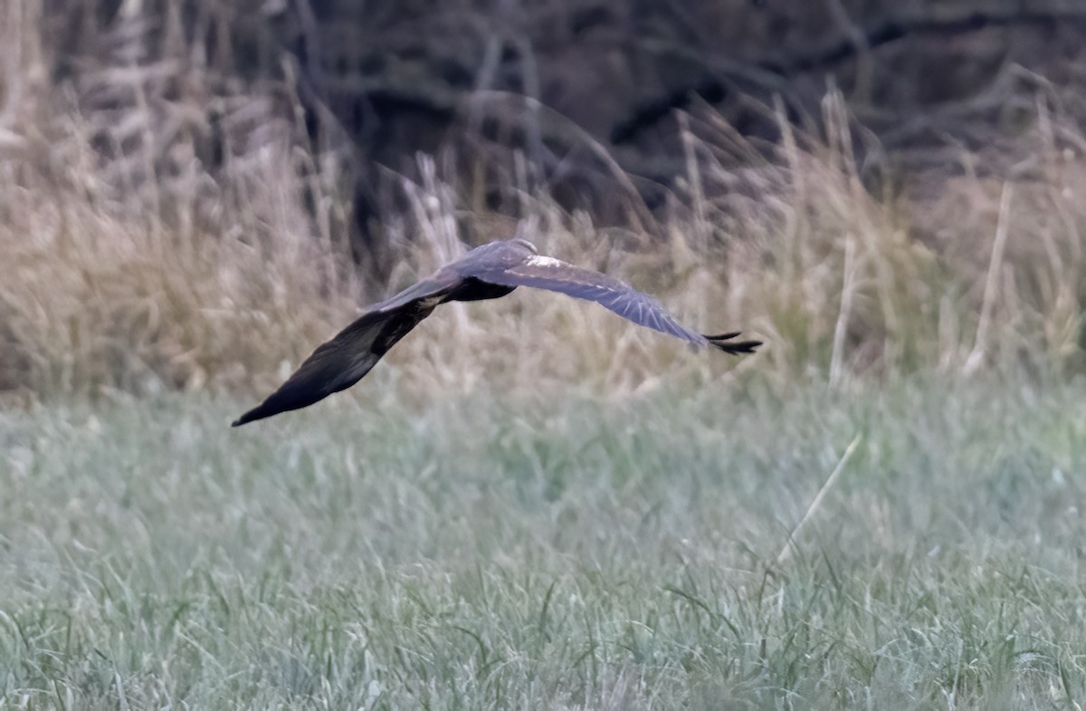 Болотный лунь - ML647700558