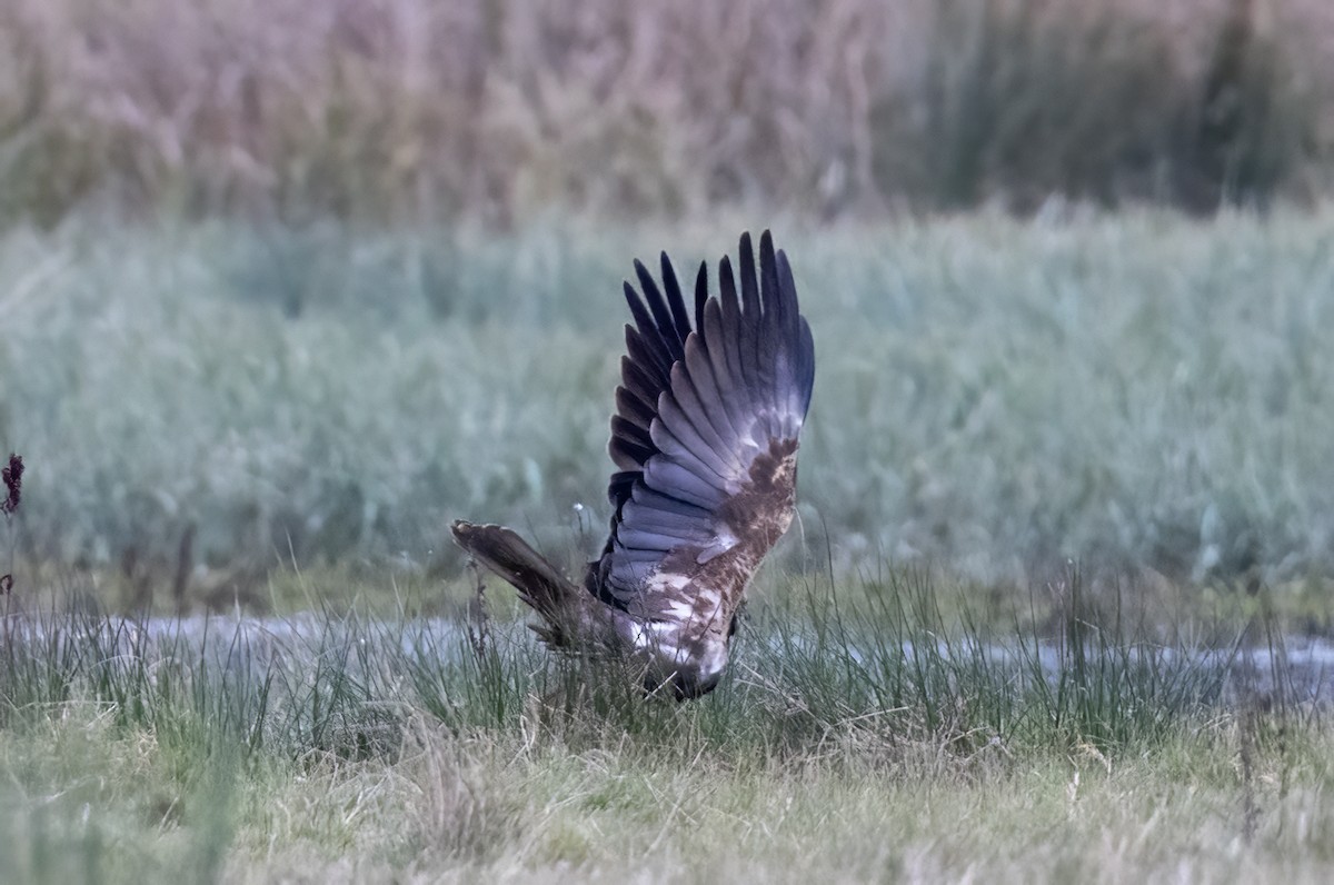 Болотный лунь - ML647700559