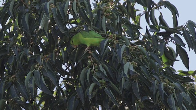 Мексиканский воробьиный попугайчик - ML647700560