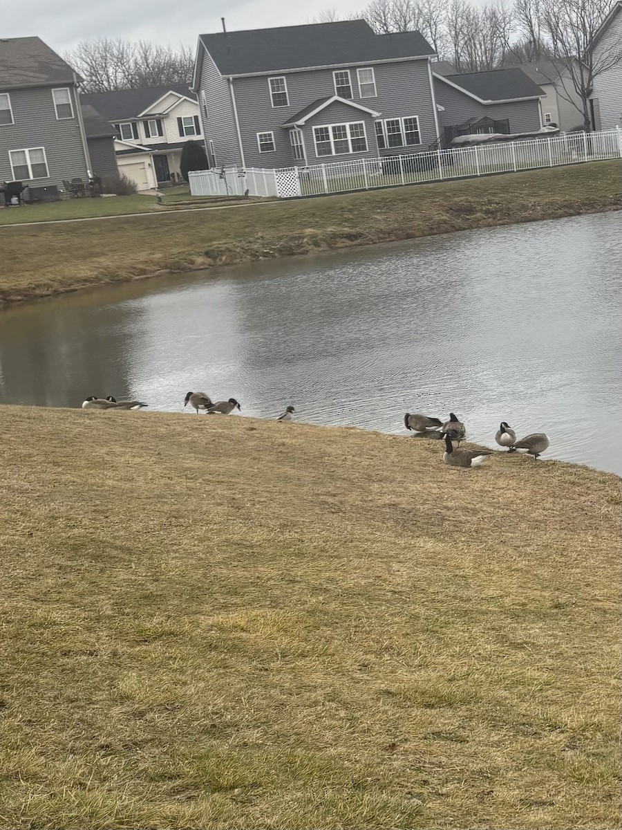 Канадская казарка - ML647700562