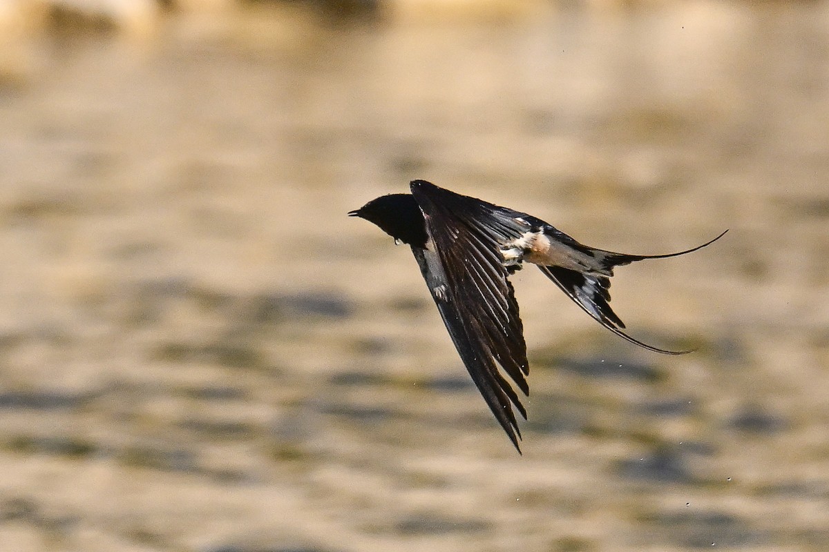 Деревенская ласточка - ML647700564