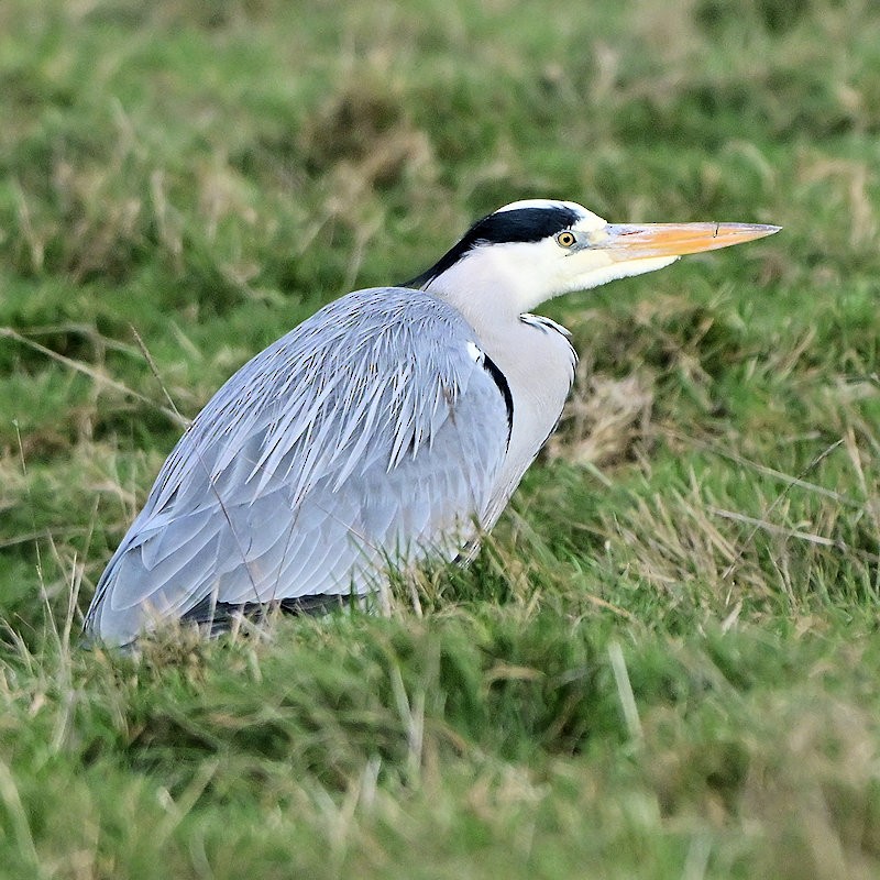 Серая цапля - ML647700565