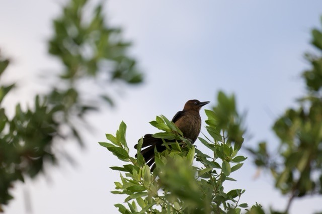 Лодкохвостый гракл - ML647700566