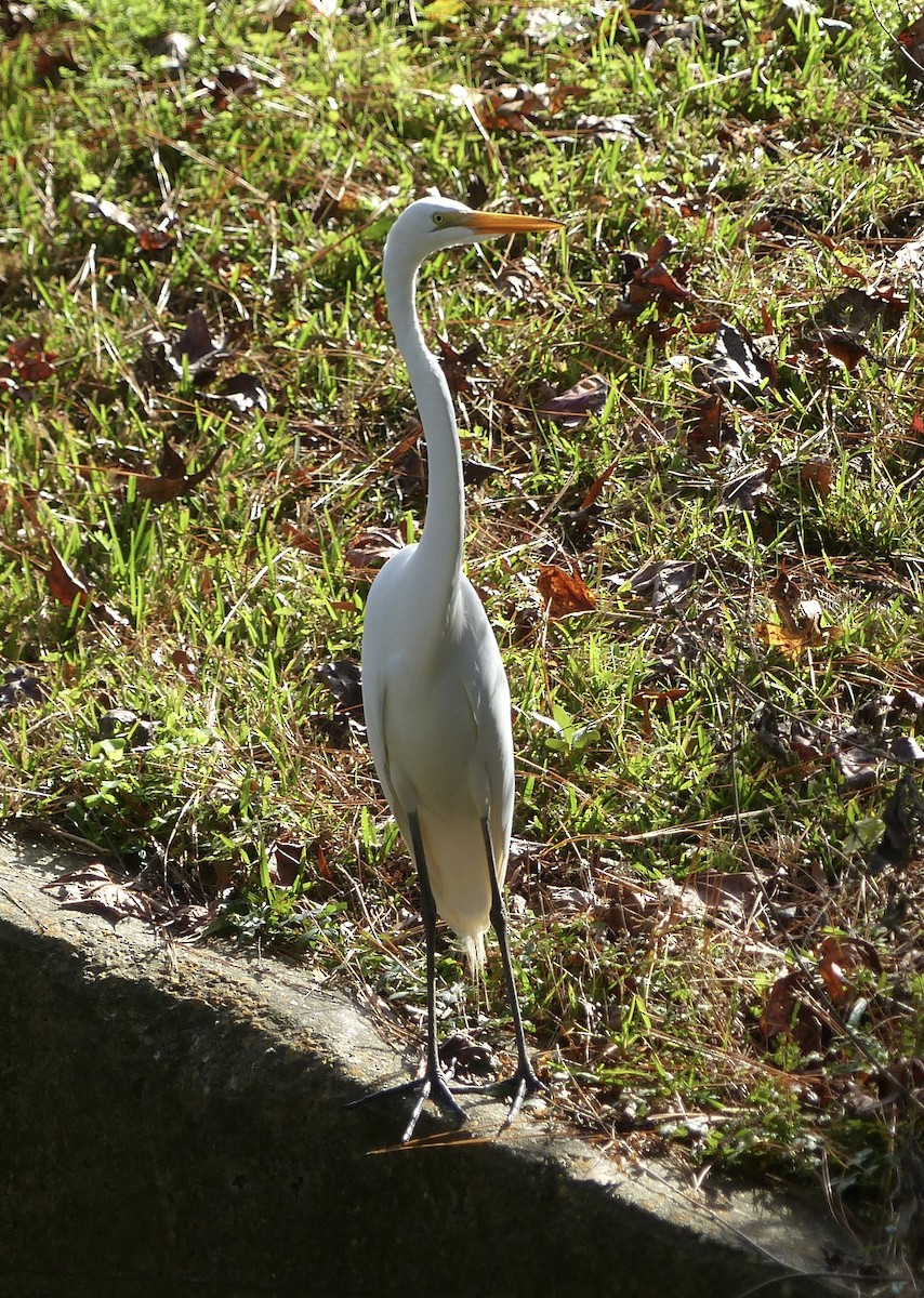 Большая белая цапля - ML647700567