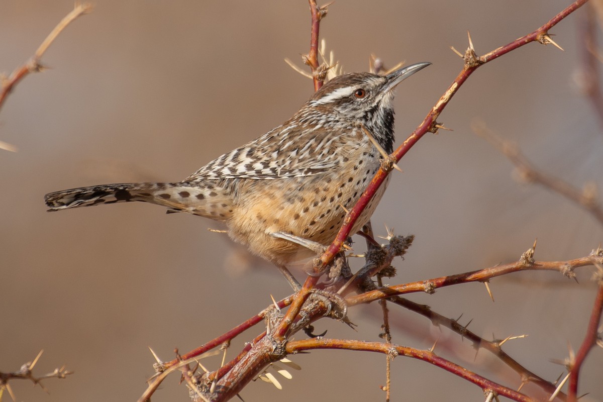 Кактусовый крапивник - ML647700570