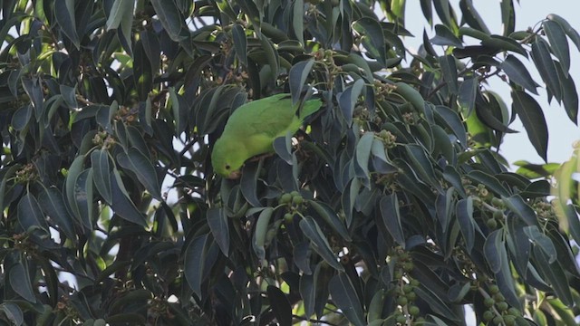 Мексиканский воробьиный попугайчик - ML647700571