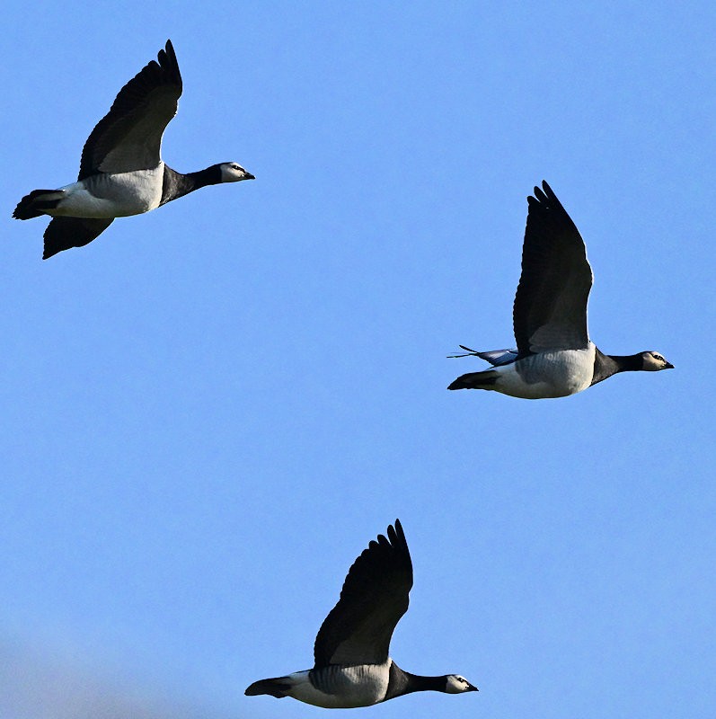 Белощёкая казарка - ML647700573