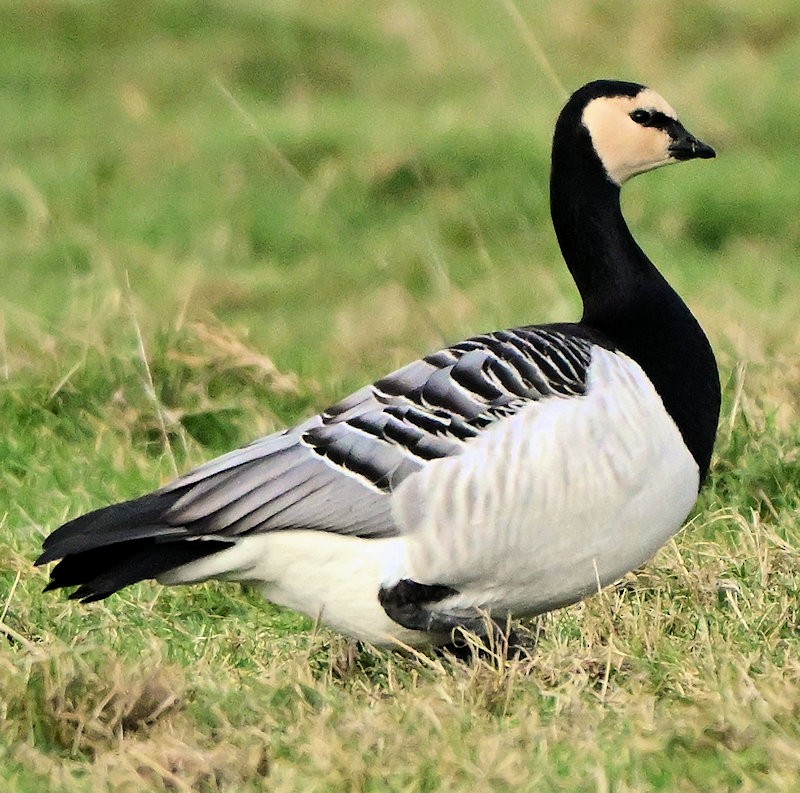 Белощёкая казарка - ML647700574