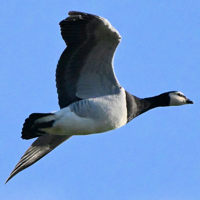 Белощёкая казарка - ML647700575