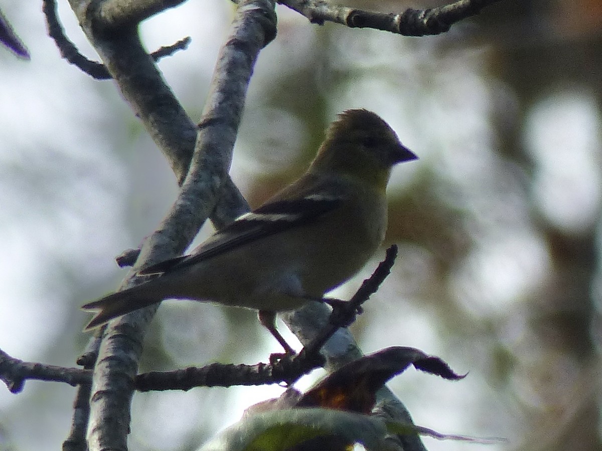 Американский чиж - ML647700577