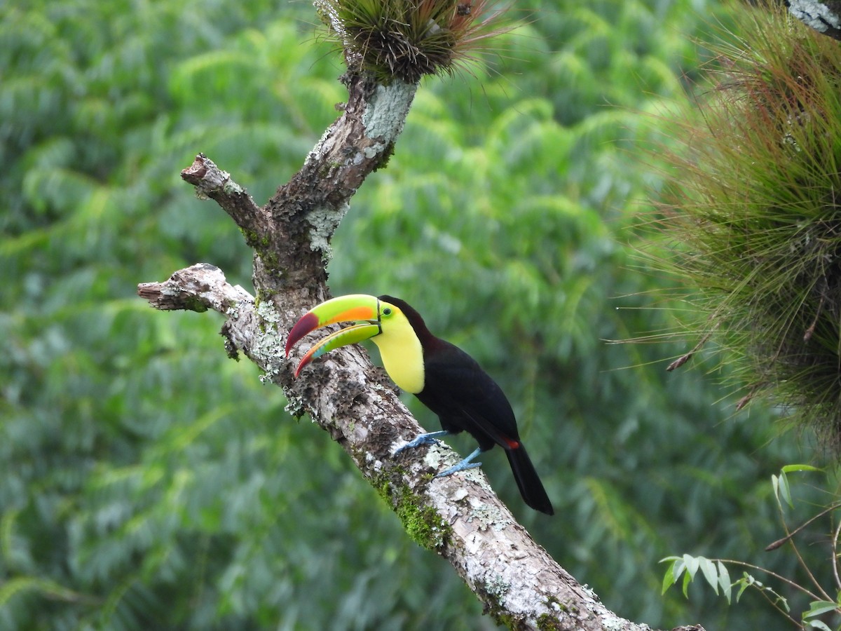 regnbuetukan - ML647700579