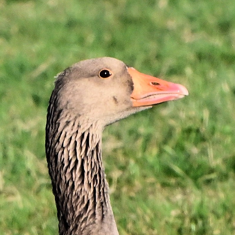 Oie cendrée - ML647700625