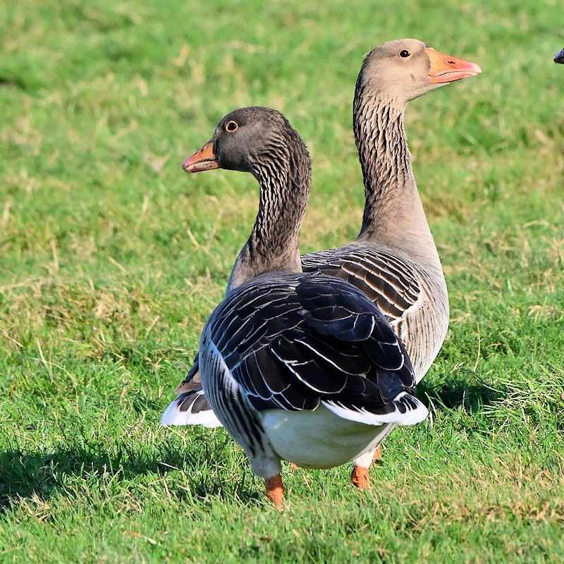 Oie cendrée - ML647700626