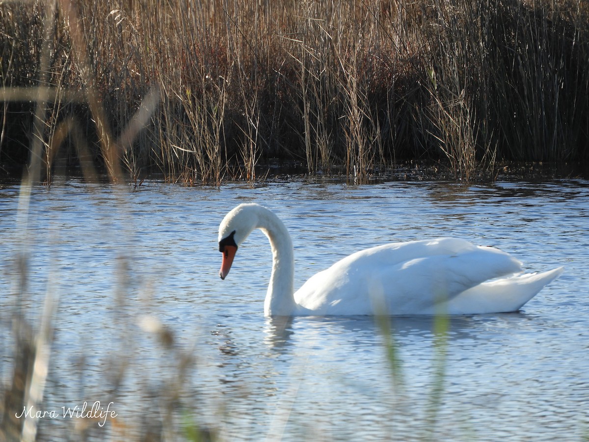 labuť velká - ML647700658