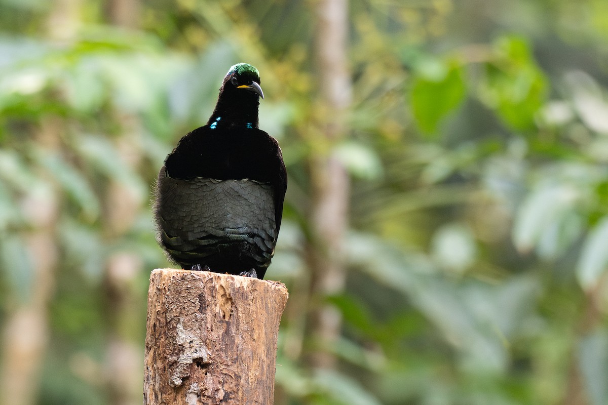 rajka queenslandská - ML647700674