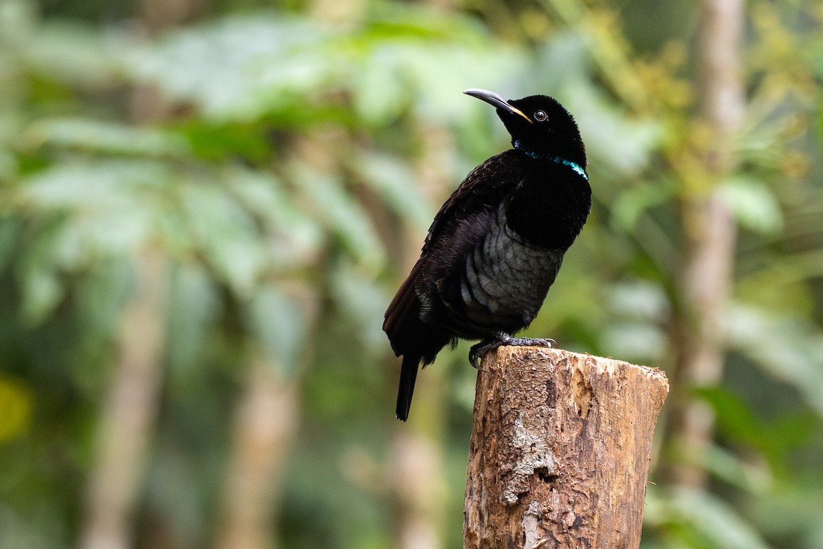 rajka queenslandská - ML647700675