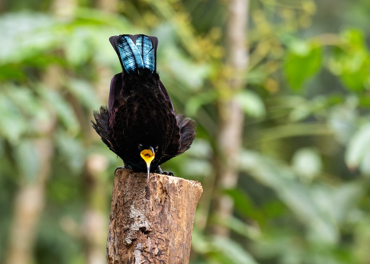 rajka queenslandská - ML647700676