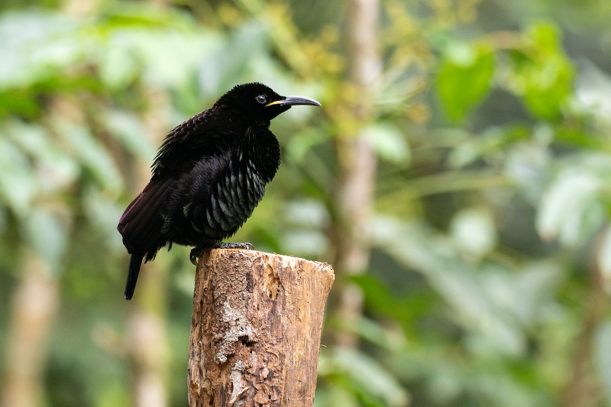 rajka queenslandská - ML647700677