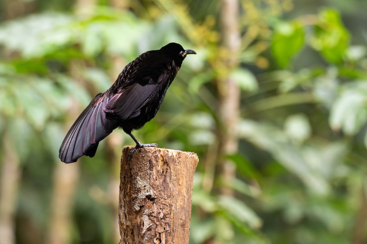 rajka queenslandská - ML647700684