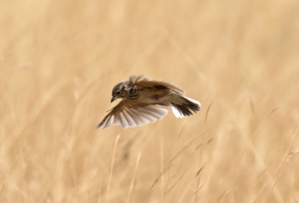 White-tailed Lark - ML647700694