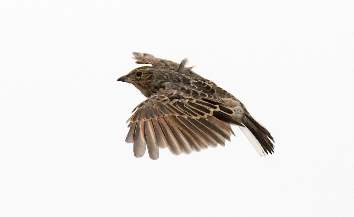 White-tailed Lark - ML647700695