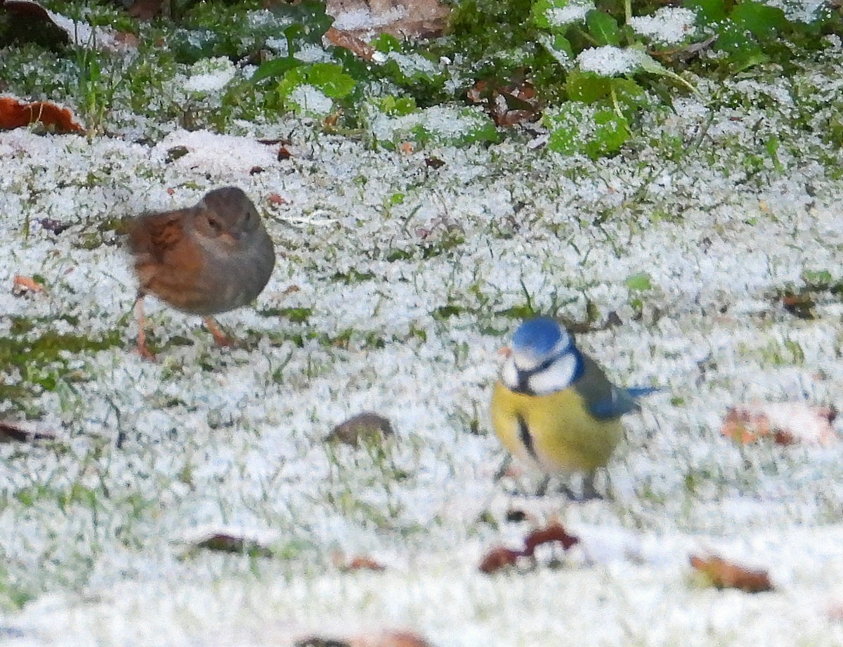 アオガラ - ML647700699