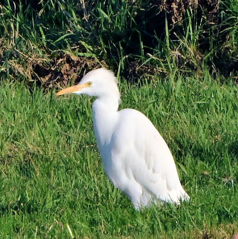 volavka rusohlavá - ML647700710