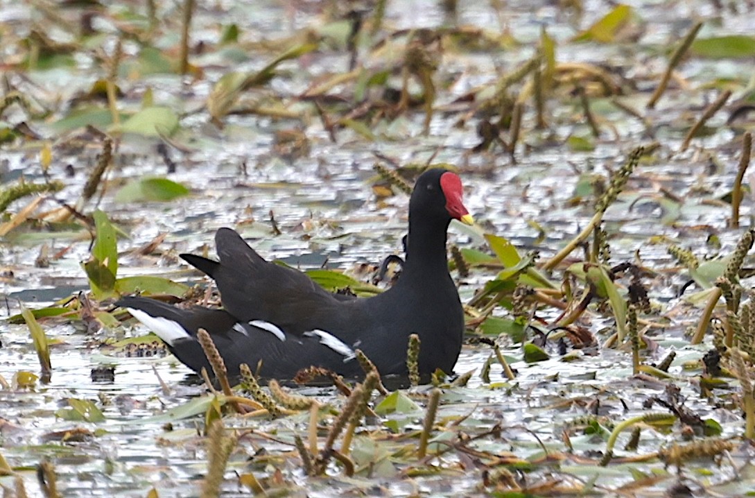 slípka zelenonohá - ML647700712