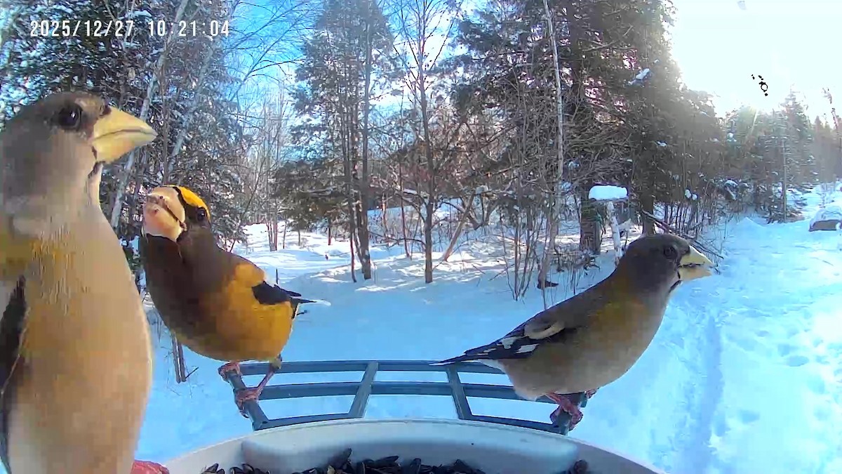 dlask žlutočelý - ML647700716