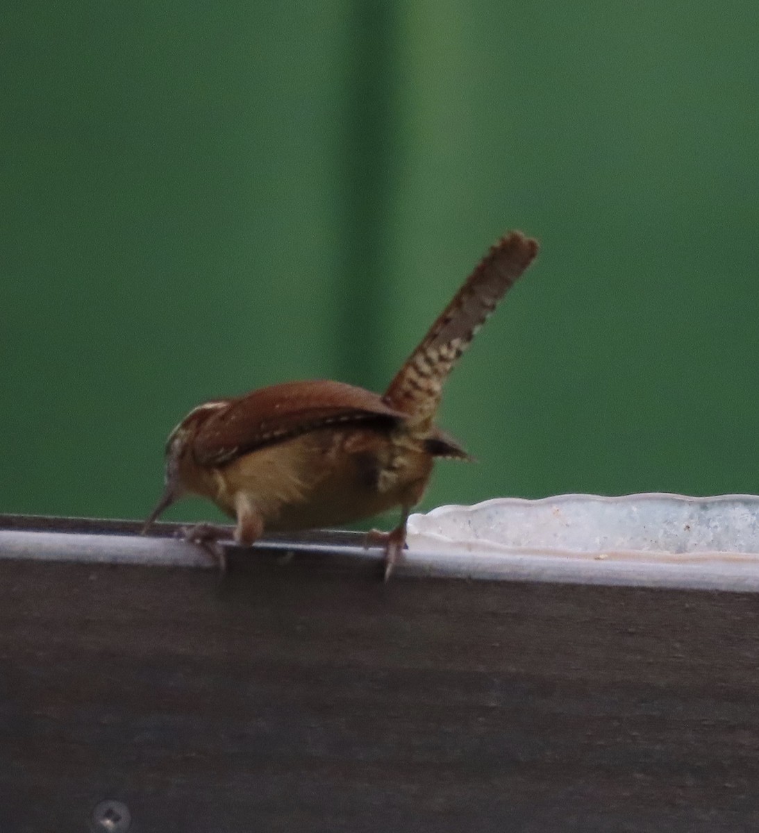 střízlík karolínský - ML647700719