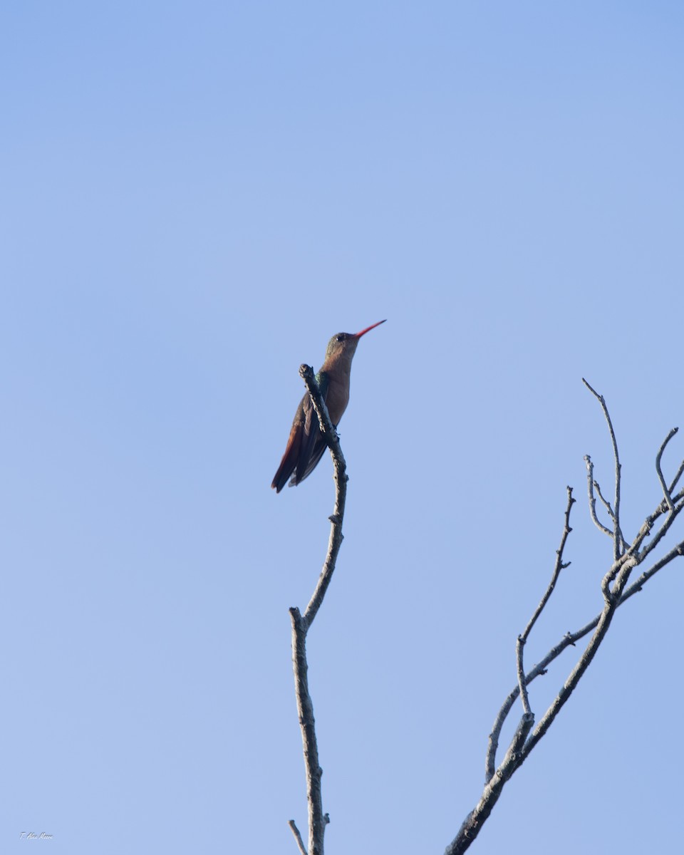 kolibřík ryšavý - ML647700720