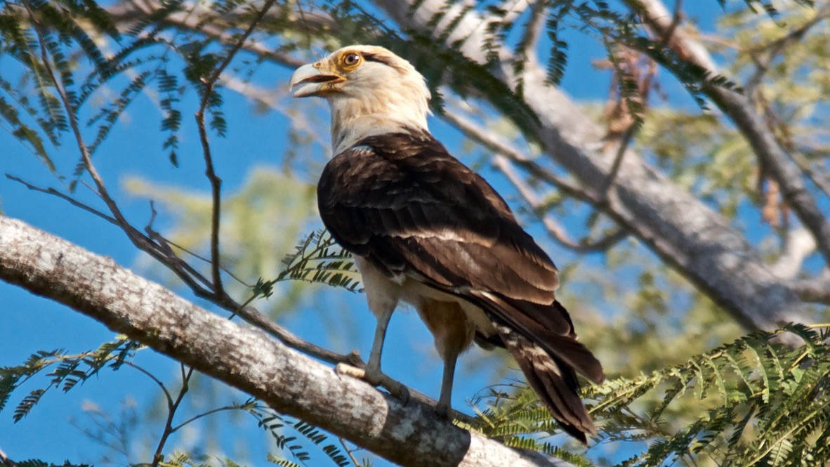 čimango žlutavý - ML647700727