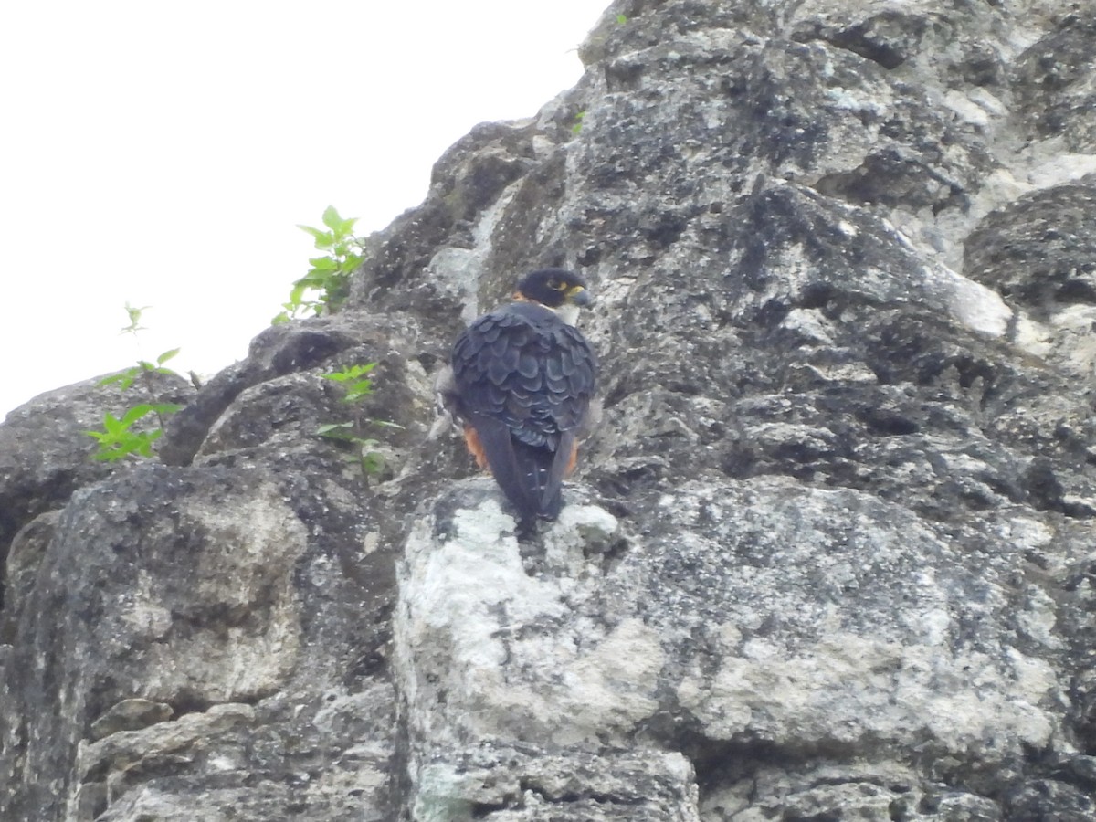 ostříž rezavoprsý - ML647700734