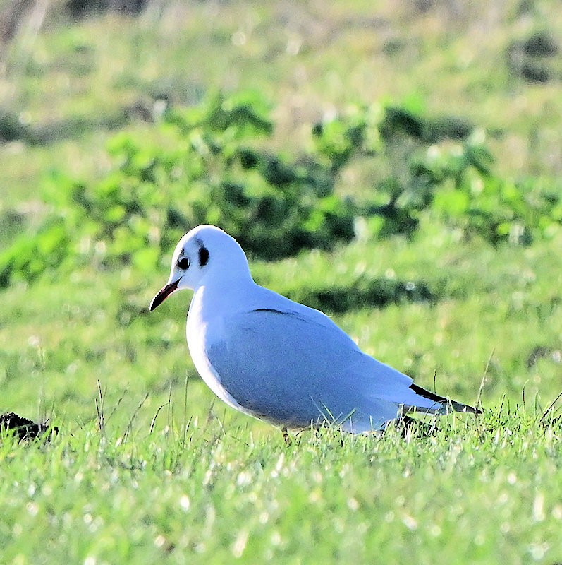 racek chechtavý - ML647700735