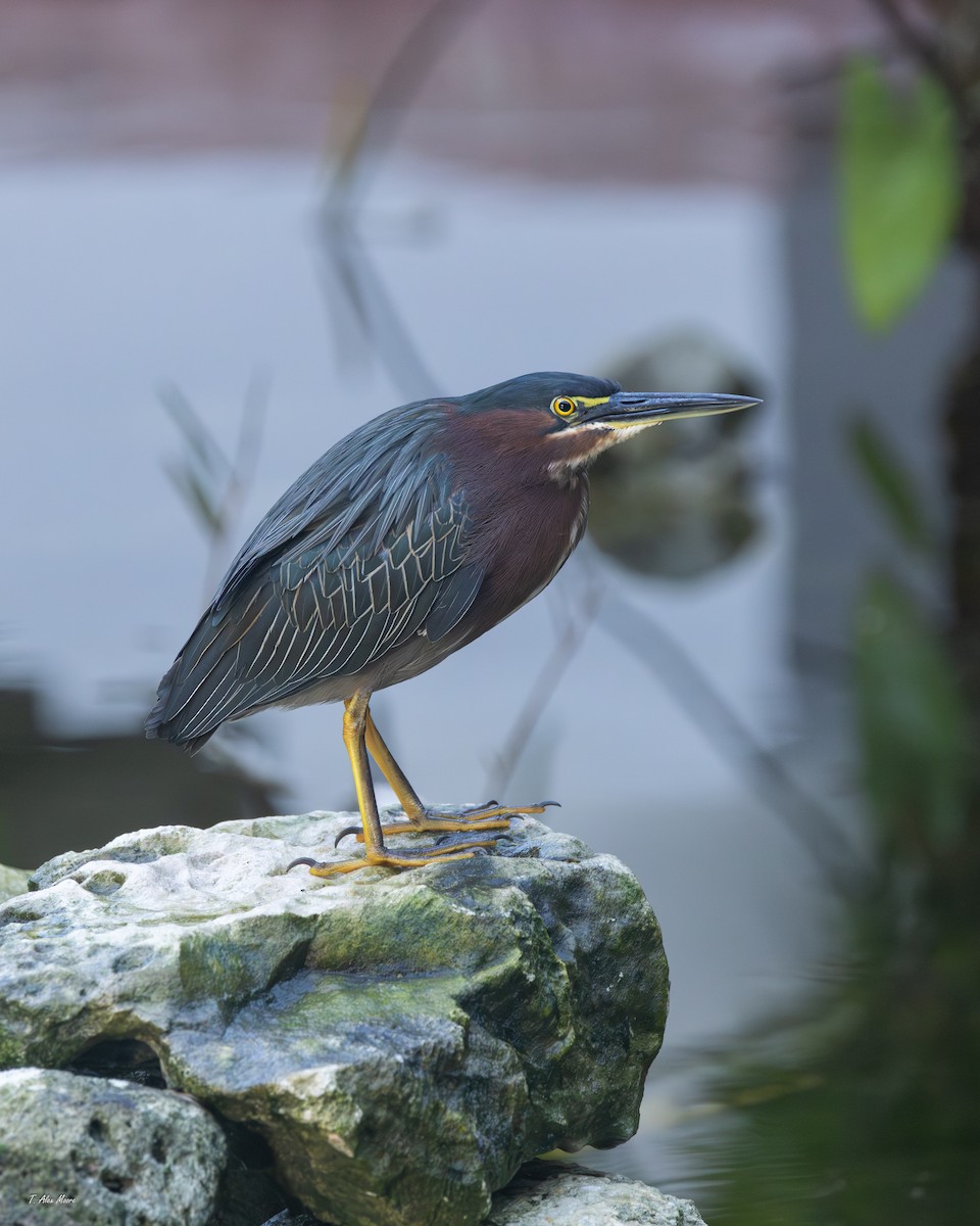 volavka zelenavá - ML647700736