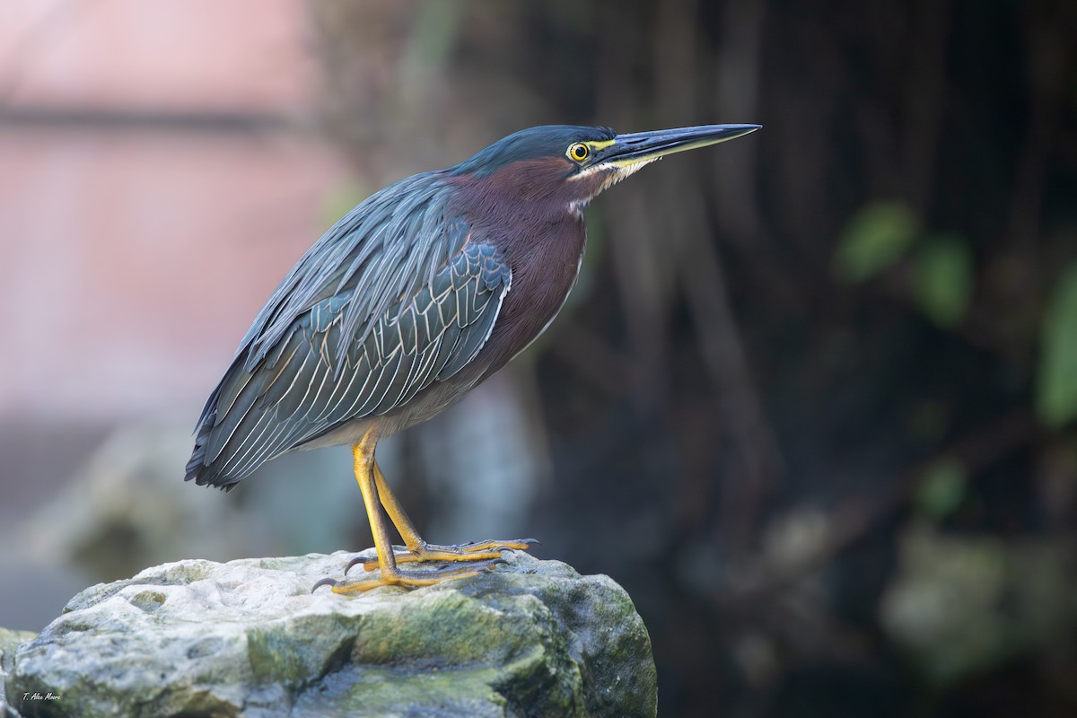 volavka zelenavá - ML647700737